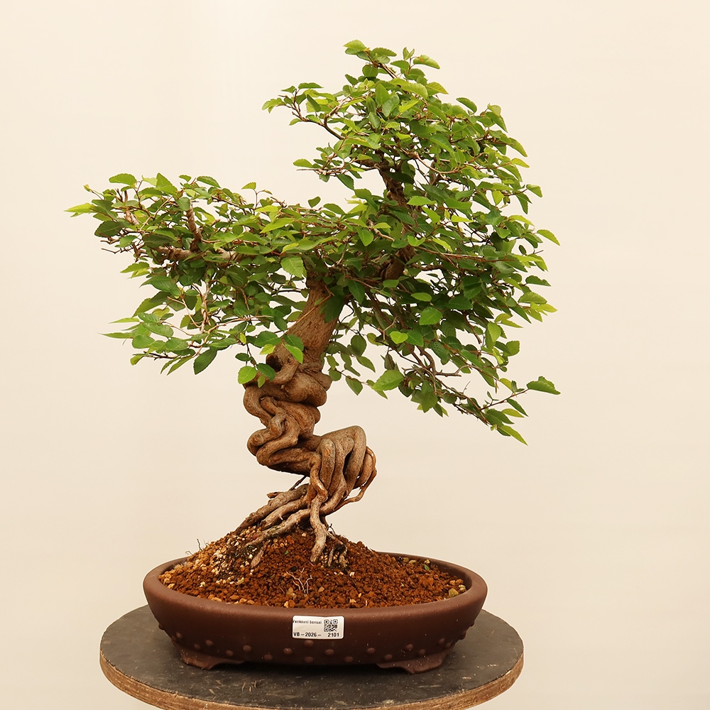 Bonsai da esterno -Carpinus Coreana - Carpino coreano