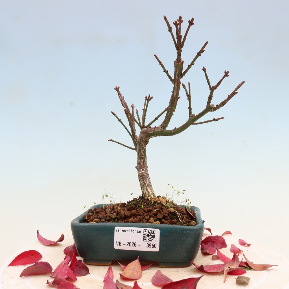 Bonsai da esterno -  Euonymus alatus comactus  - euonymus alato