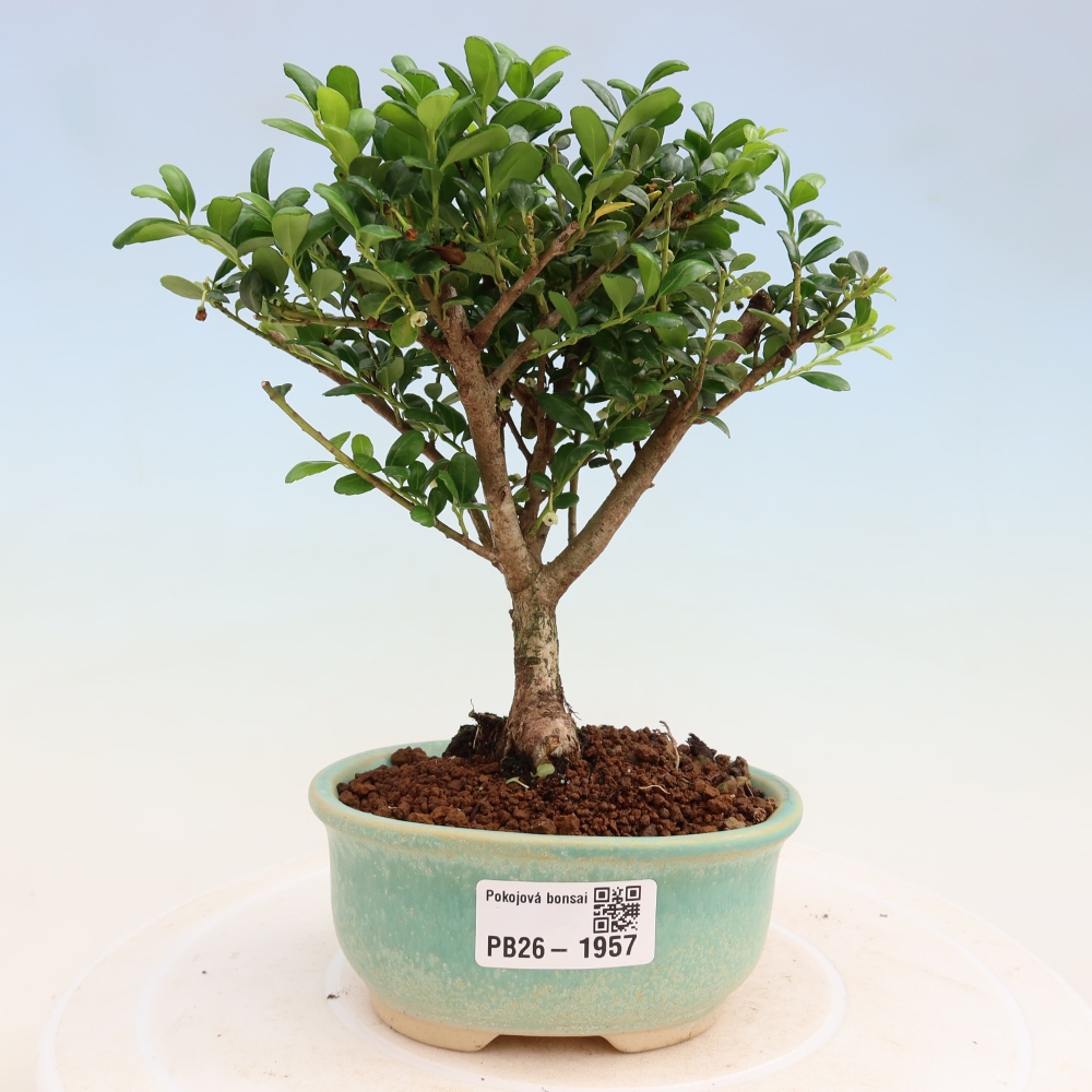 Camera bonsai - Ilex crenata - Agrifoglio