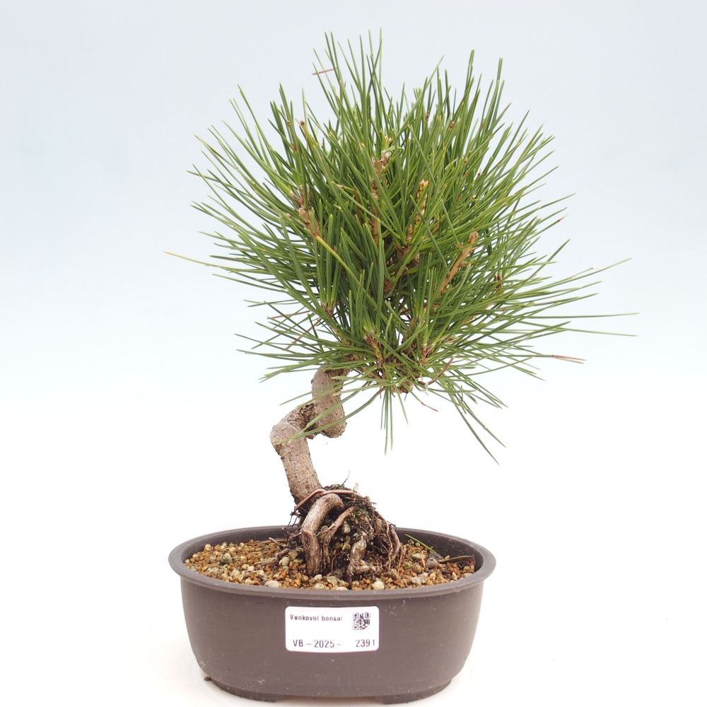 Bonsai da esterno - Pinus thunbergii - Pino di Thunberg