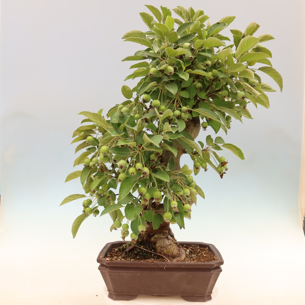 Bonsai da esterno -Malus halliana - Melo a frutto piccolo