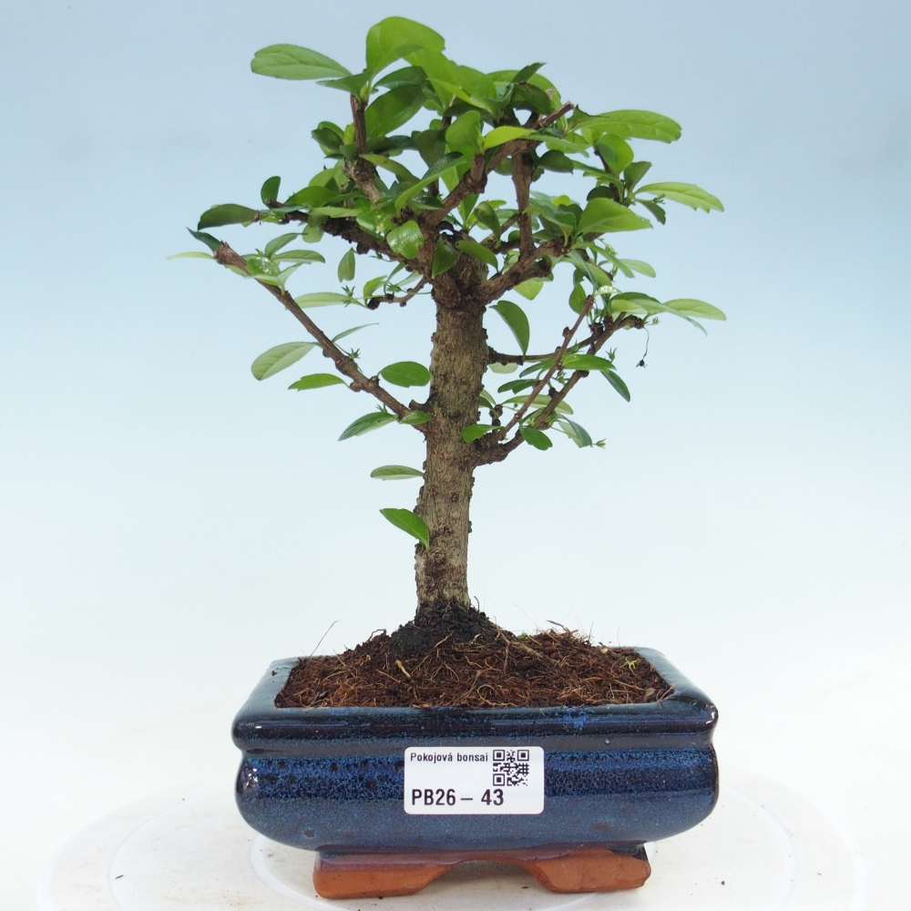 Camera bonsai - Carmona macrophylla - Tea fuki