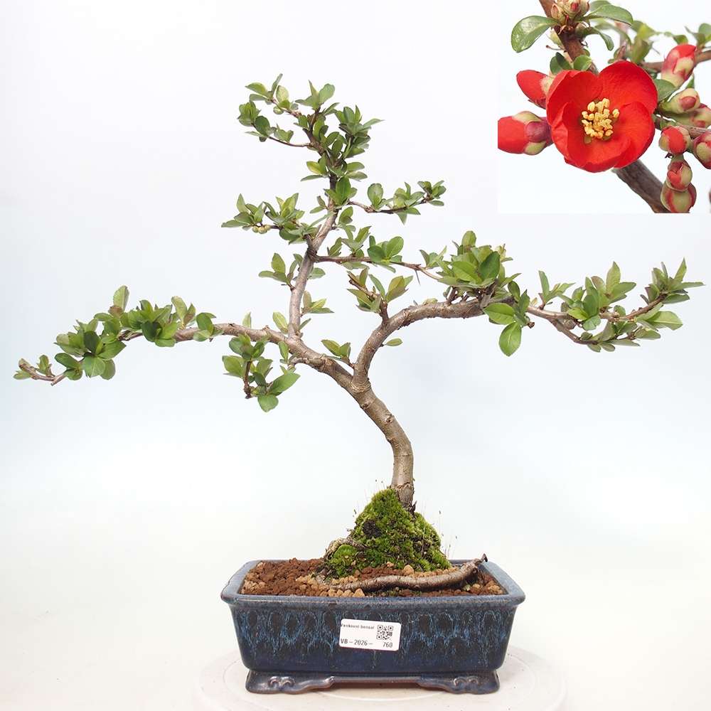 Bonsai da esterno - Chaneomeles sup. Nicoline - Cotogno