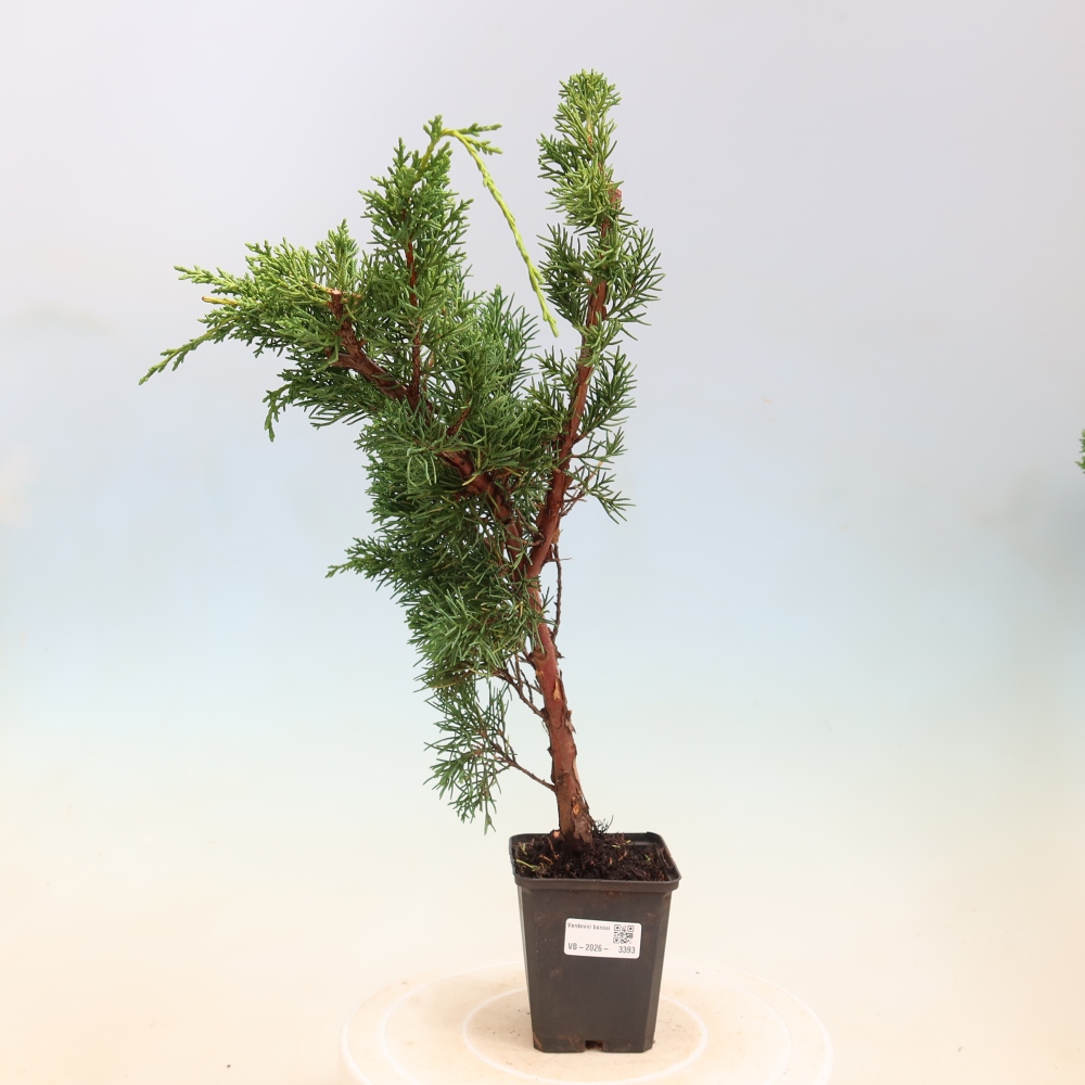 Bonsai da esterno - Juniperus chinensis Kishu