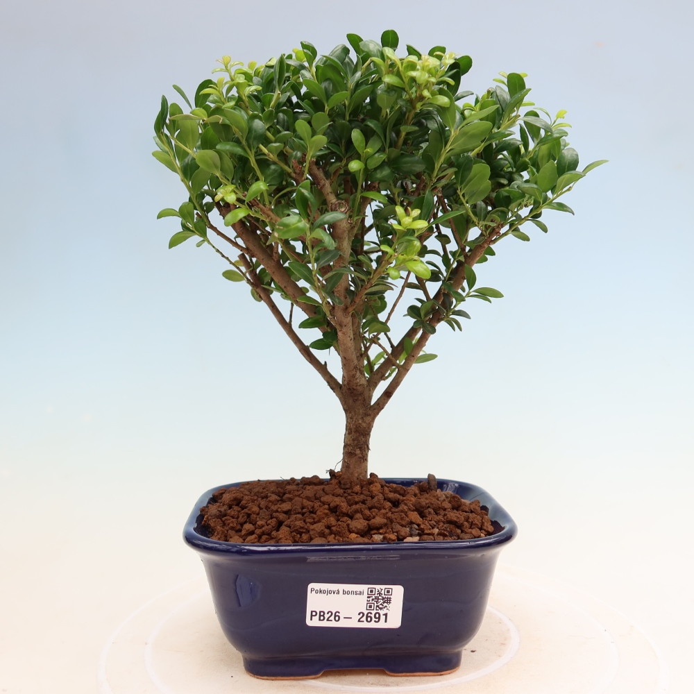 Camera bonsai - Ilex crenata - Agrifoglio