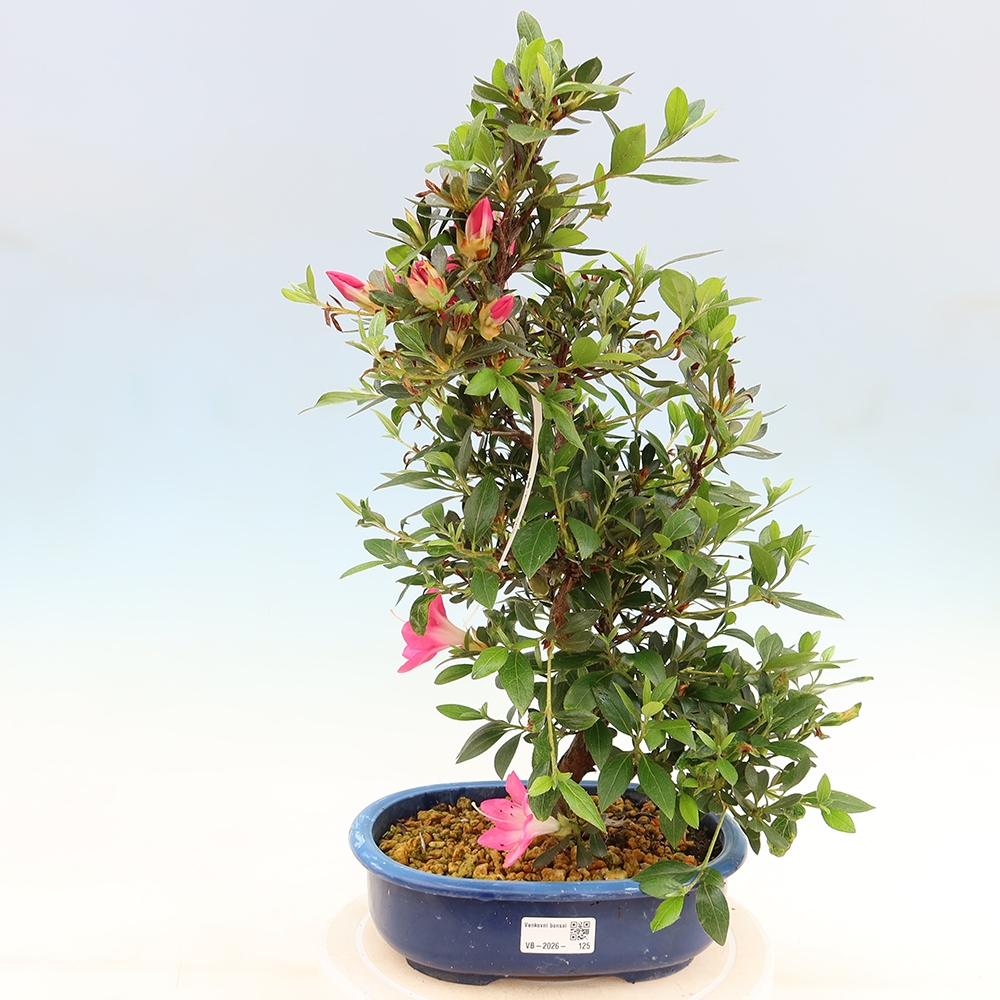 Bonsai da esterno - Azalea giapponese - Azalea Yoko