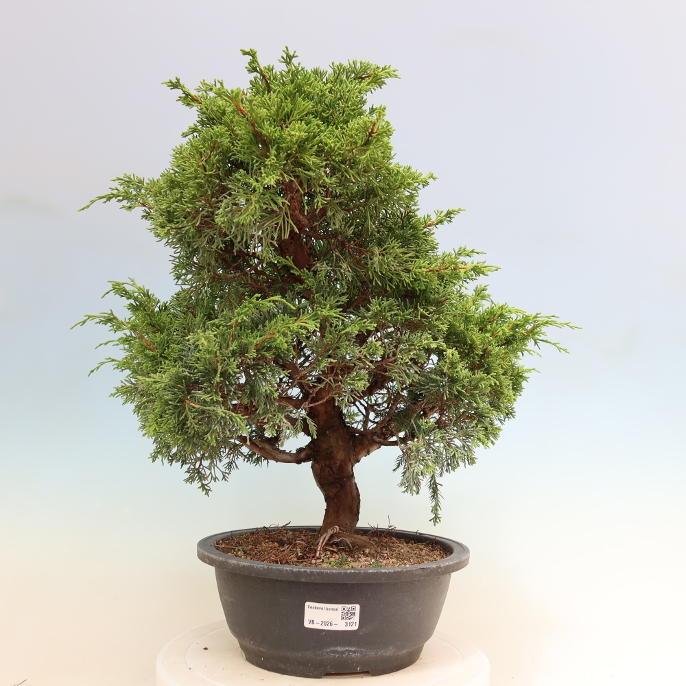 Bonsai da esterno - Juniperus chinensis Itoigawa-Juniperus chinensis