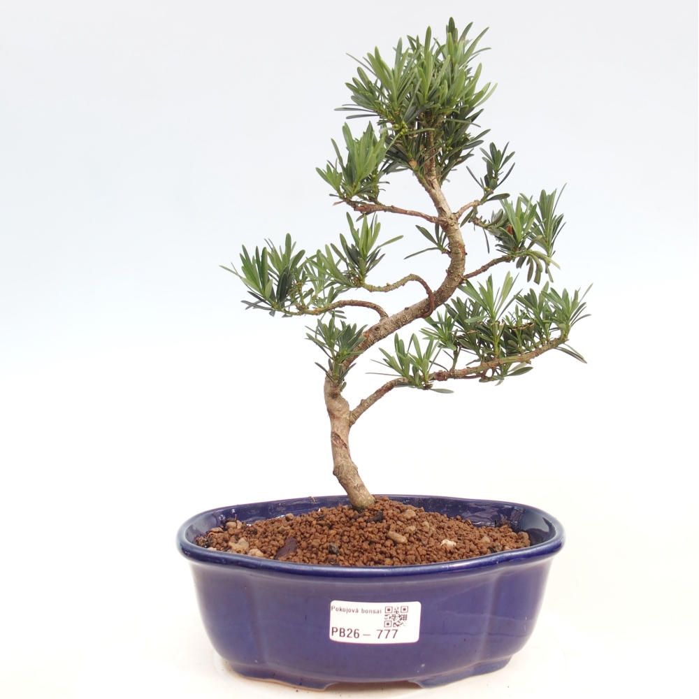 Camera bonsai - Podocarpus - Tasso delle pietre