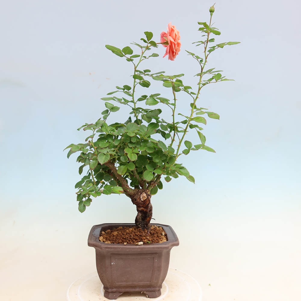 Bonsai da esterno - Rosa Kordes - rosa