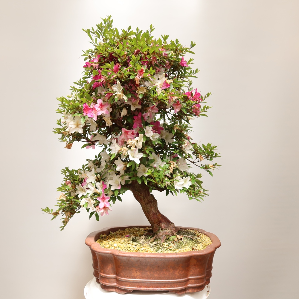 Bonsai da esterno - Azalea giapponese - Azalea Shunen