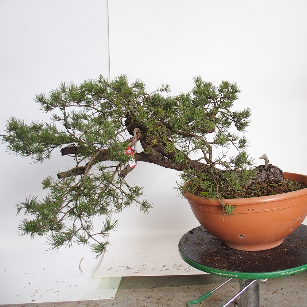 Yamadori - Pinus sylvestris Spagna