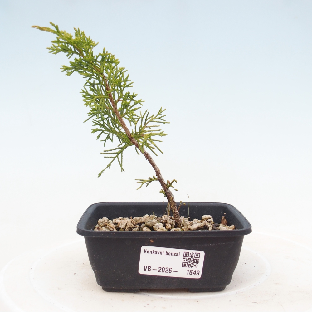 Bonsai da esterno - Juniperus chinensis Itoigawa