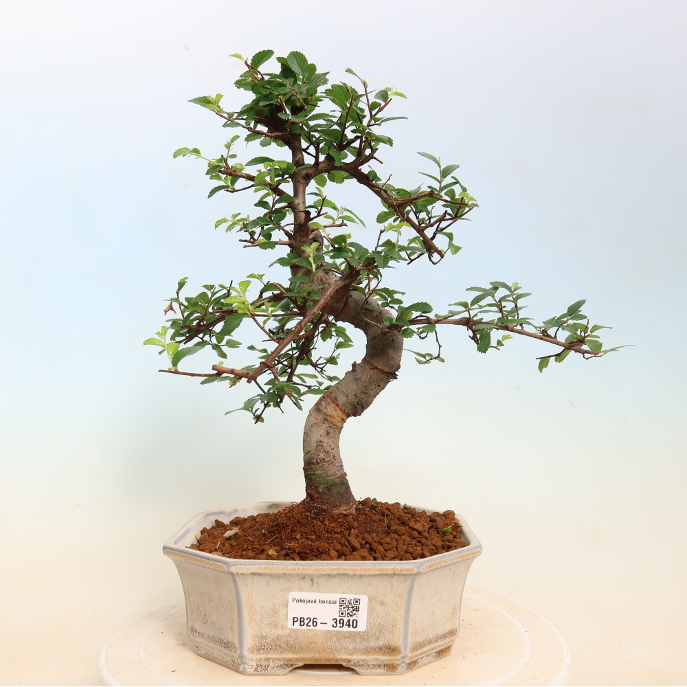 Camera bonsai - Ulmus parvifolia - Olmo a foglie piccole