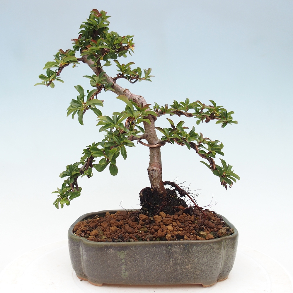 Bonsai da esterno-Pyracantha Teton -Hlox