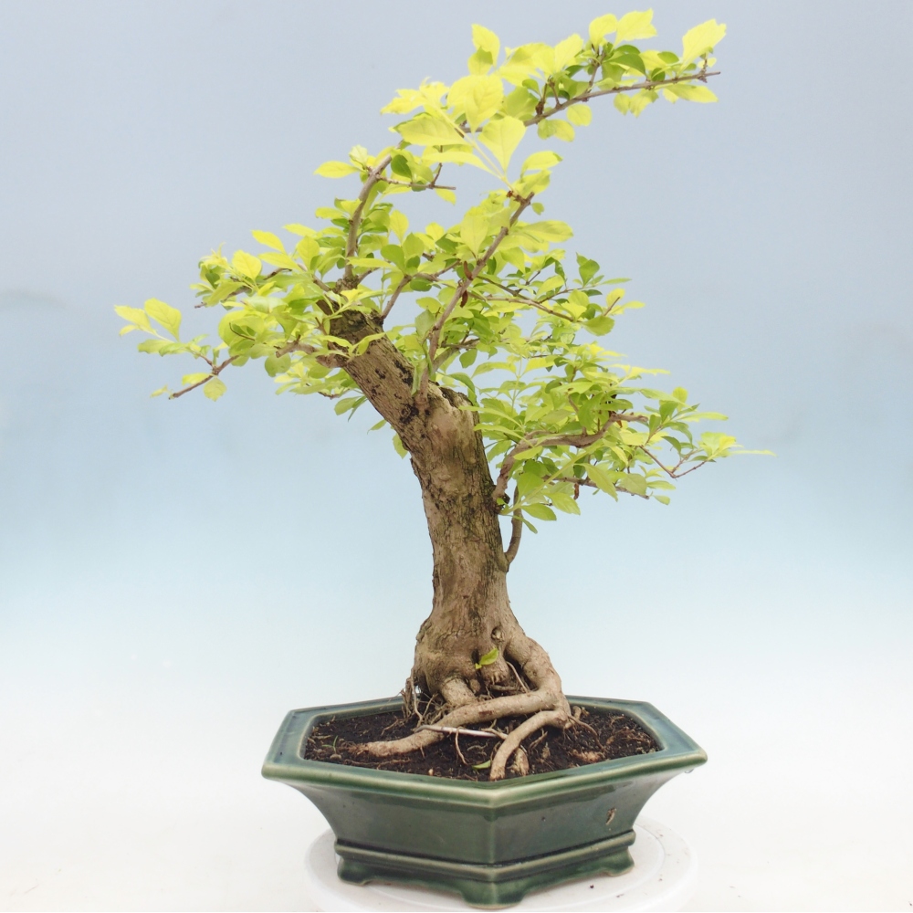 Camera bonsai - Duranta erecta Aurea