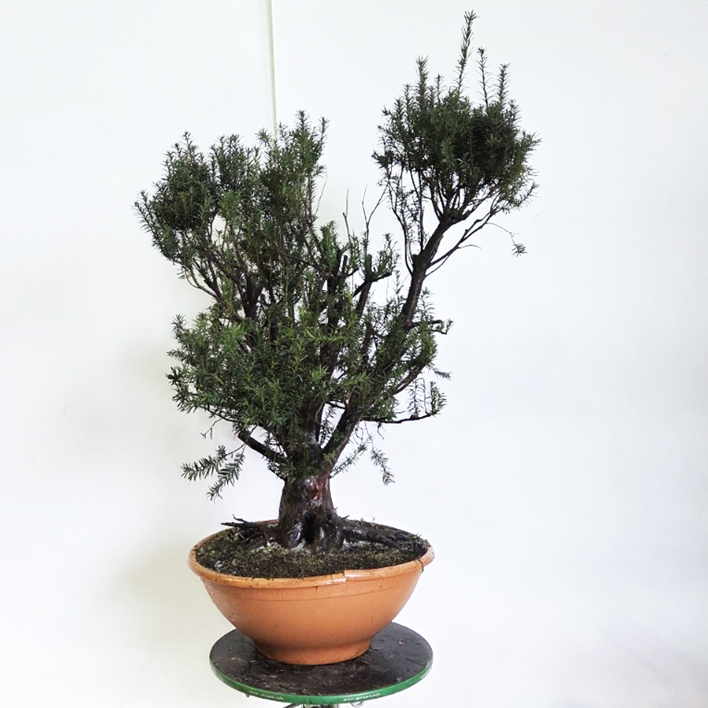 Bonsai da esterno Tasso rosso - Taxus bacata