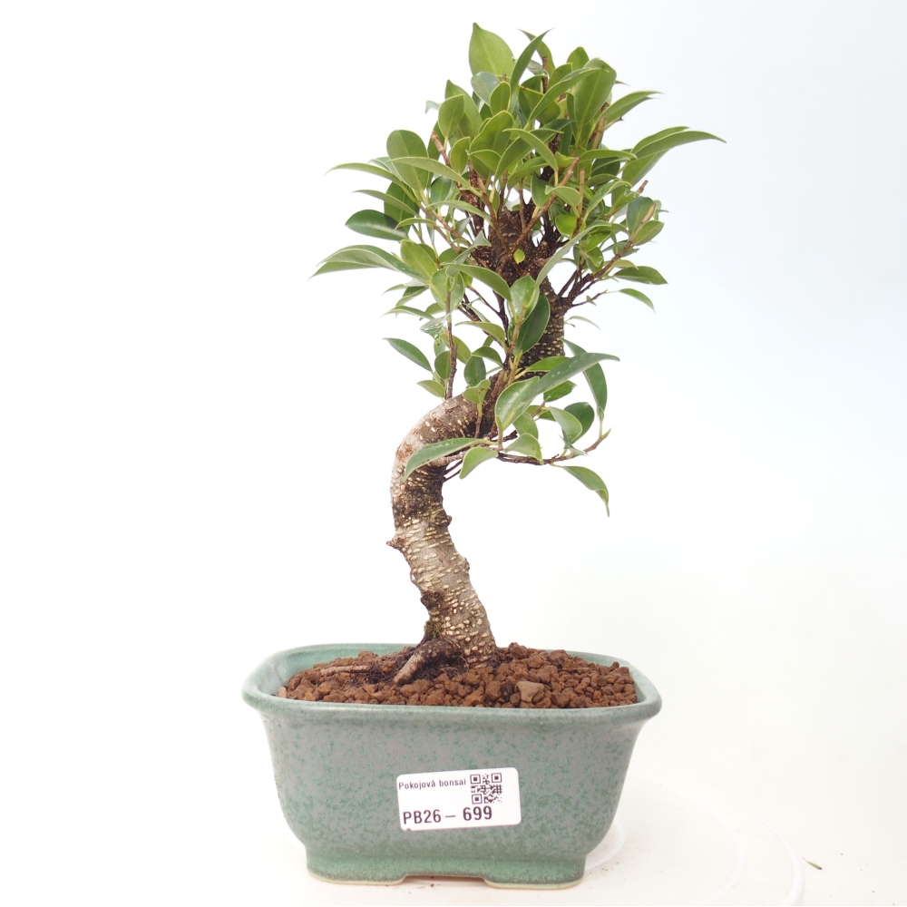 Camera bonsai - Ficus retusa - ficus a foglie piccole