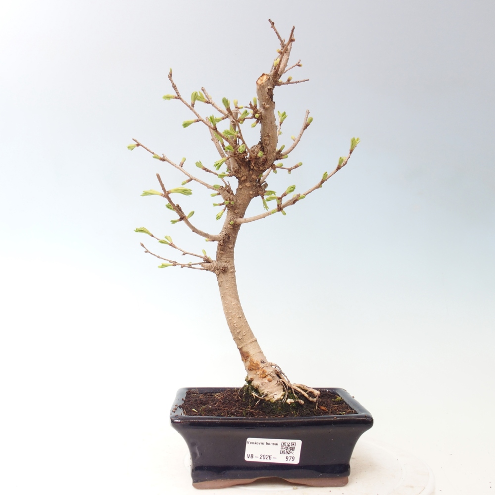 Bonsai da esterno -Pseudolarix amabis-Pseudolarix amabis