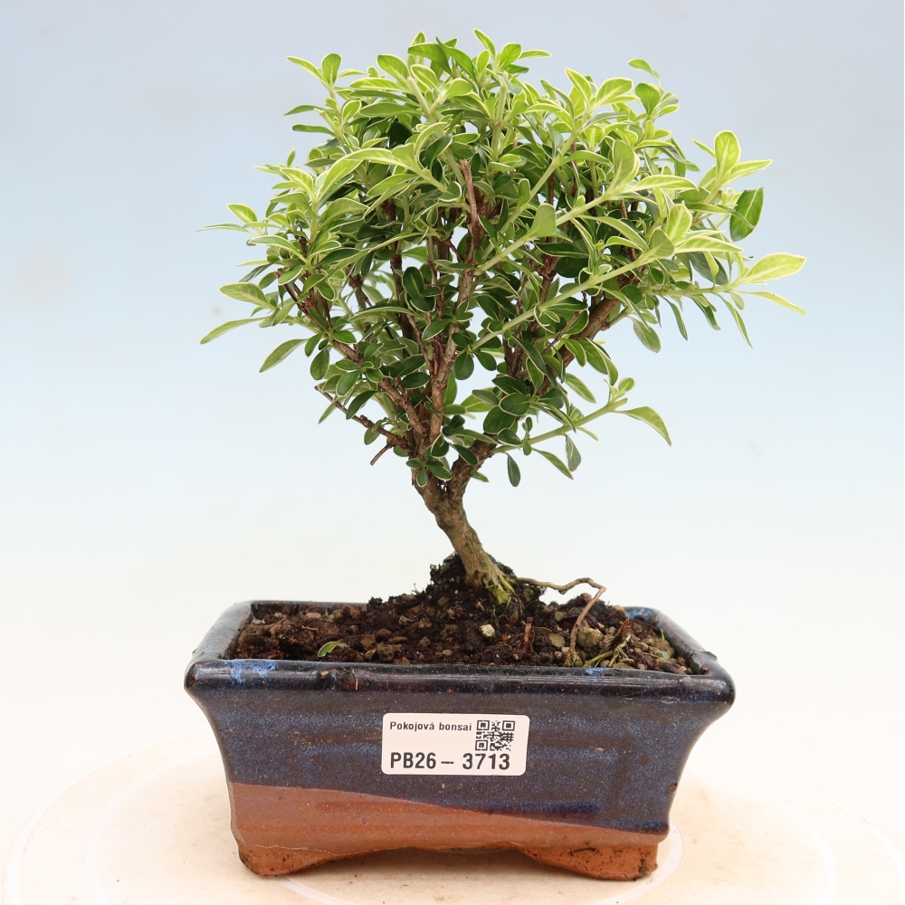 Camera bonsai - Serissa foetida Variegata - Albero delle mille stelle