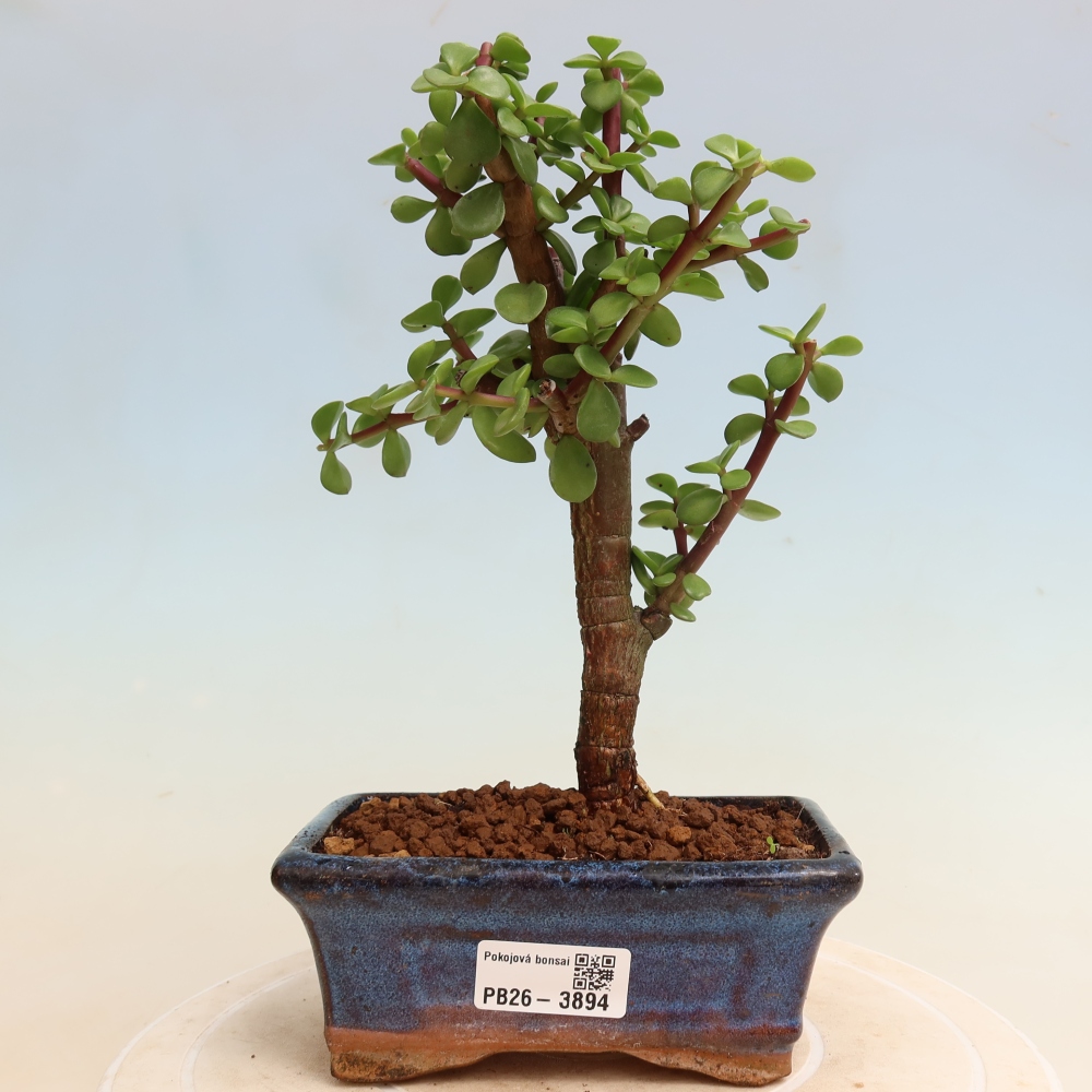 Camera bonsai - Portulakaria Afra - Tlustice