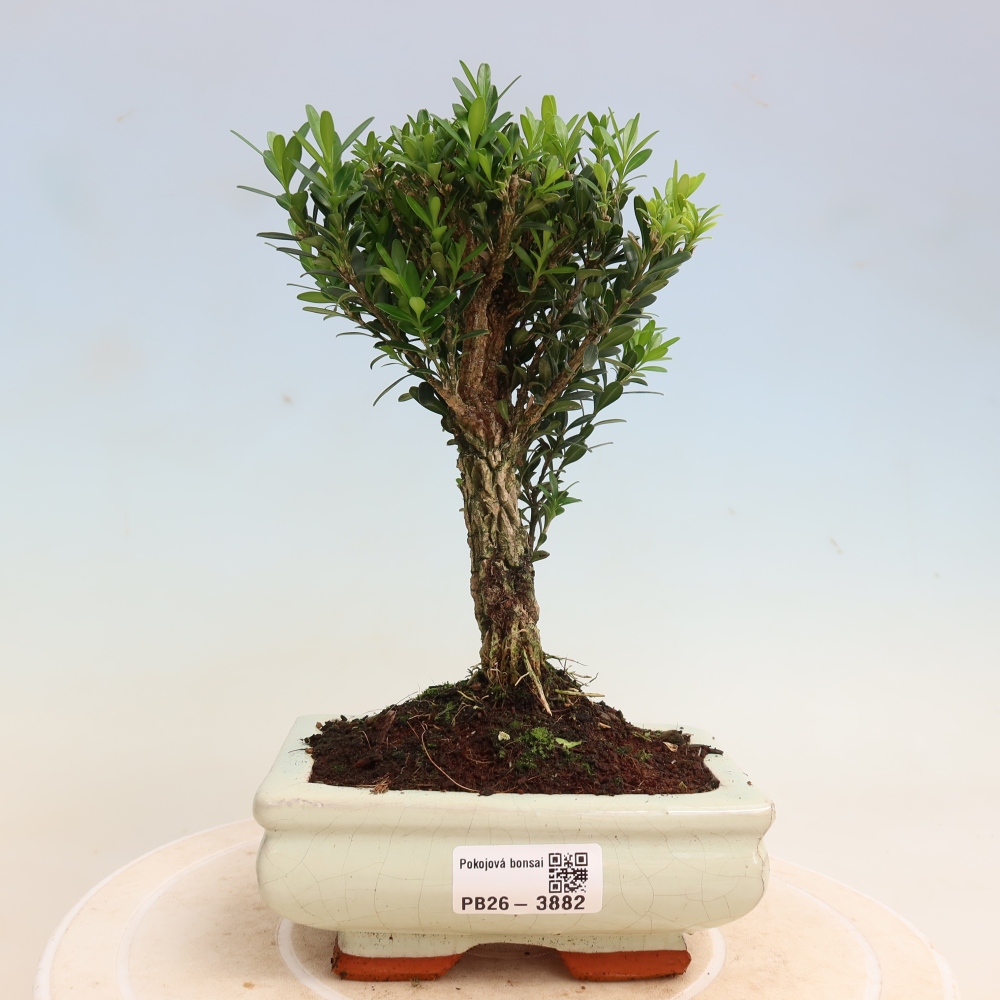 Camera bonsai - Buxus harlandii - buxus da sughero