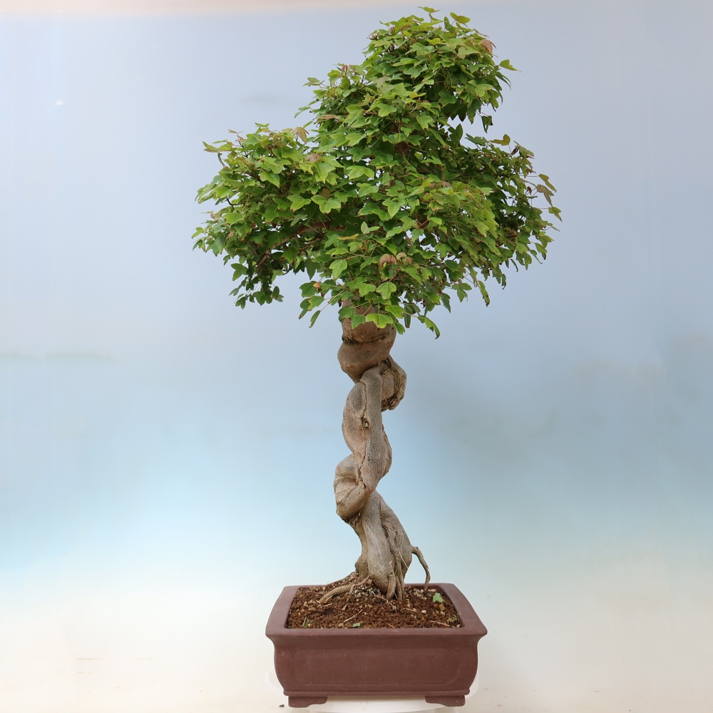 Bonsai da esterno - Acer Buergerianum - Acero di Burger