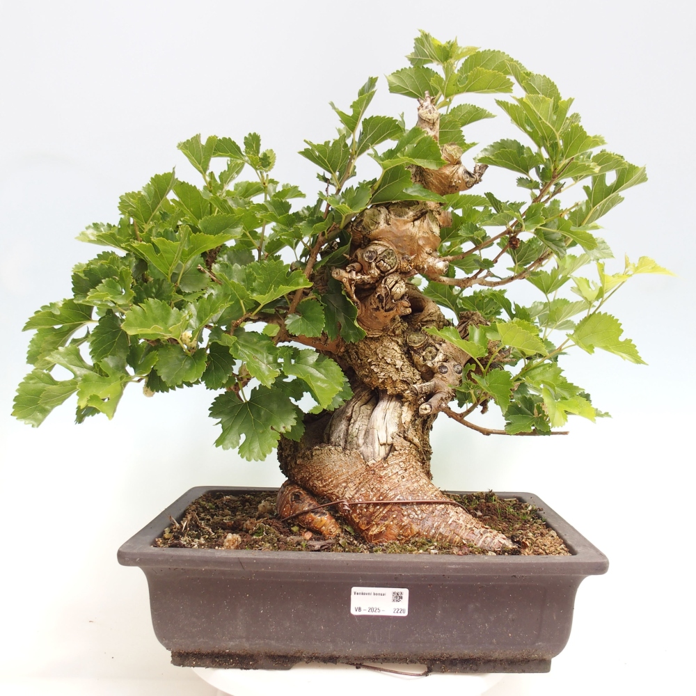 Bonsai da esterno -Morus alba - gelso