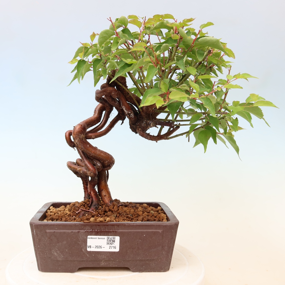 Bonsai da esterno - Albicocco giapponese - Prunus Mume