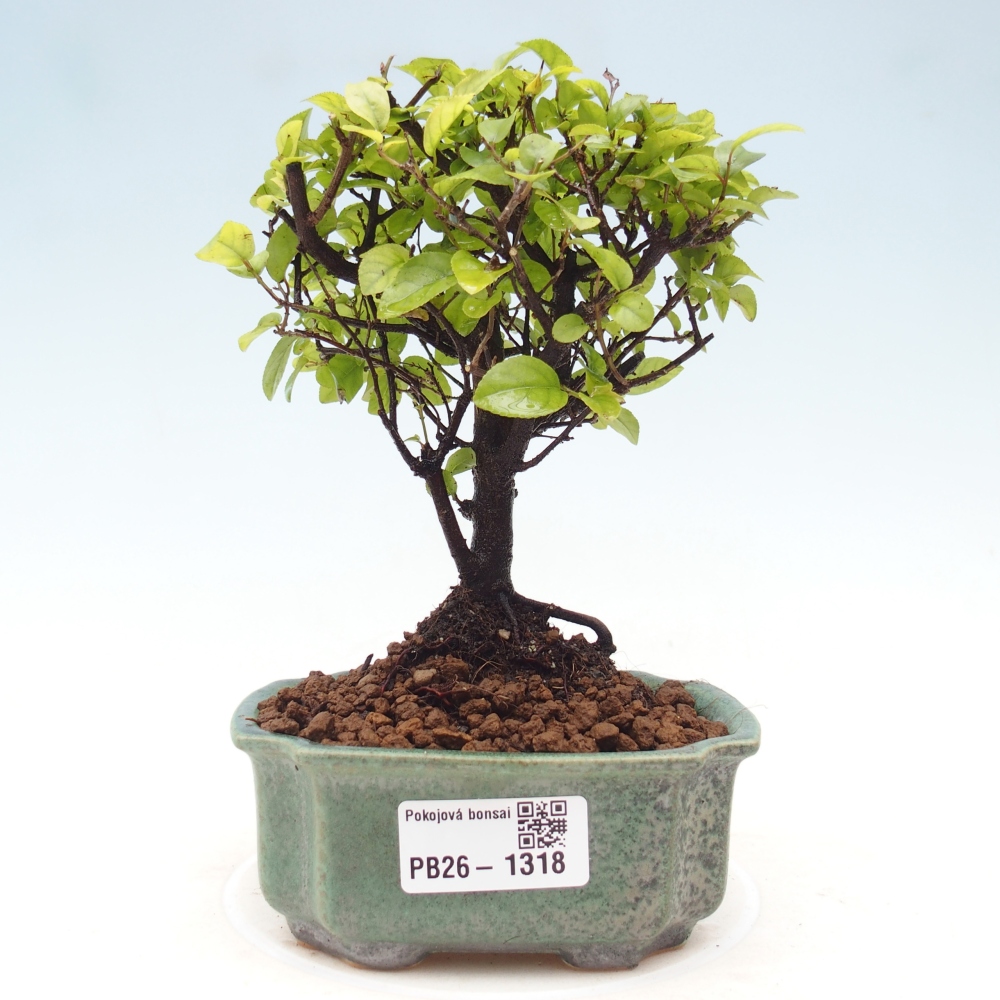 Camera bonsai - Sageretia thea - Sageretia thea