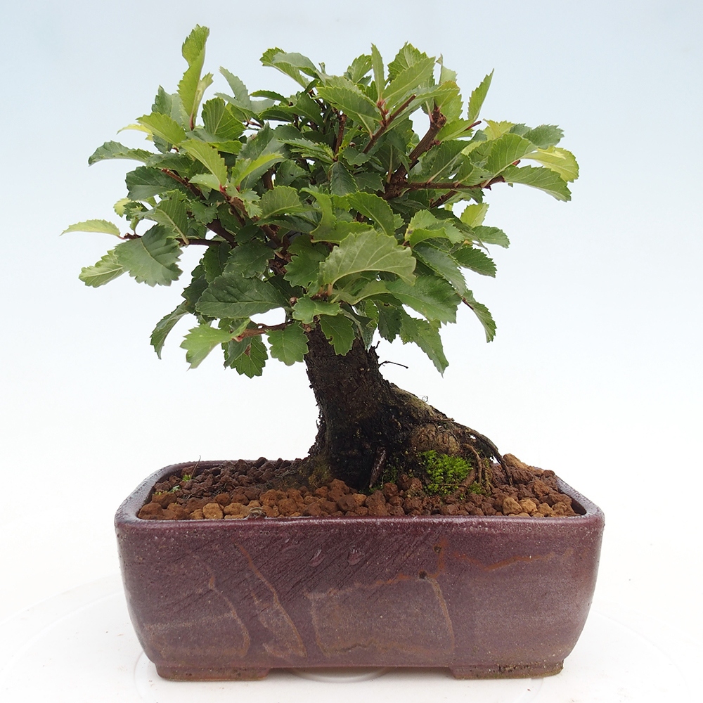 Bonsai da esterno - Zelkova - Zelkova NIRE
