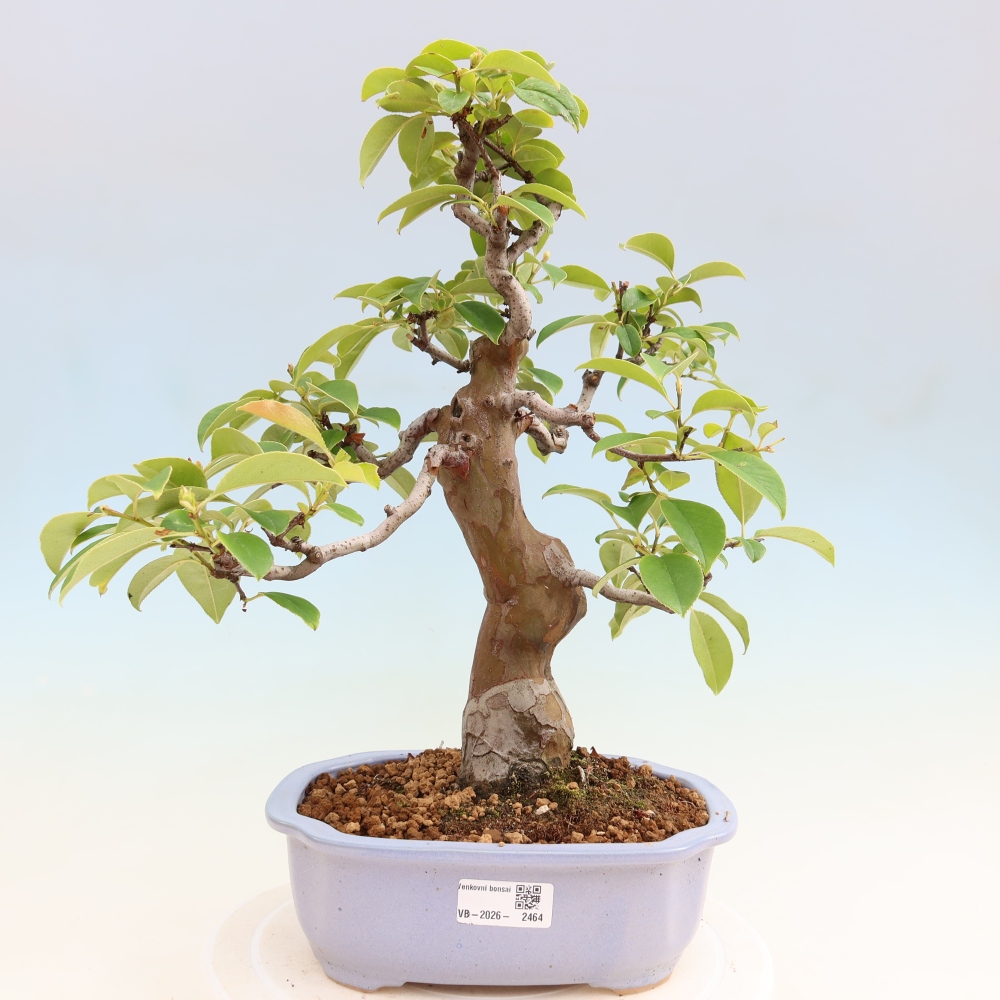 Bonsai da esterno - Pseudocydonia sinensis - Cotogno cinese