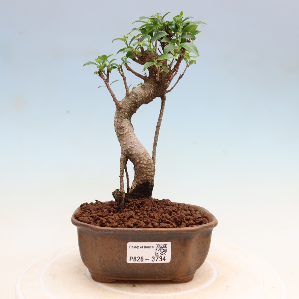 Camera bonsai - Ficus kimmen - ficus a foglie piccole