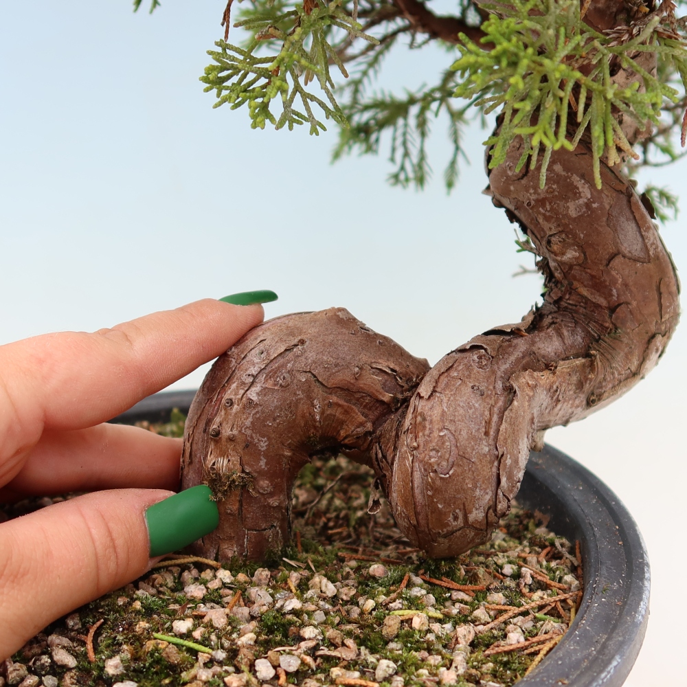 Bonsai da esterno - Juniperus chinensis Itoigawa-Juniperus chinensis