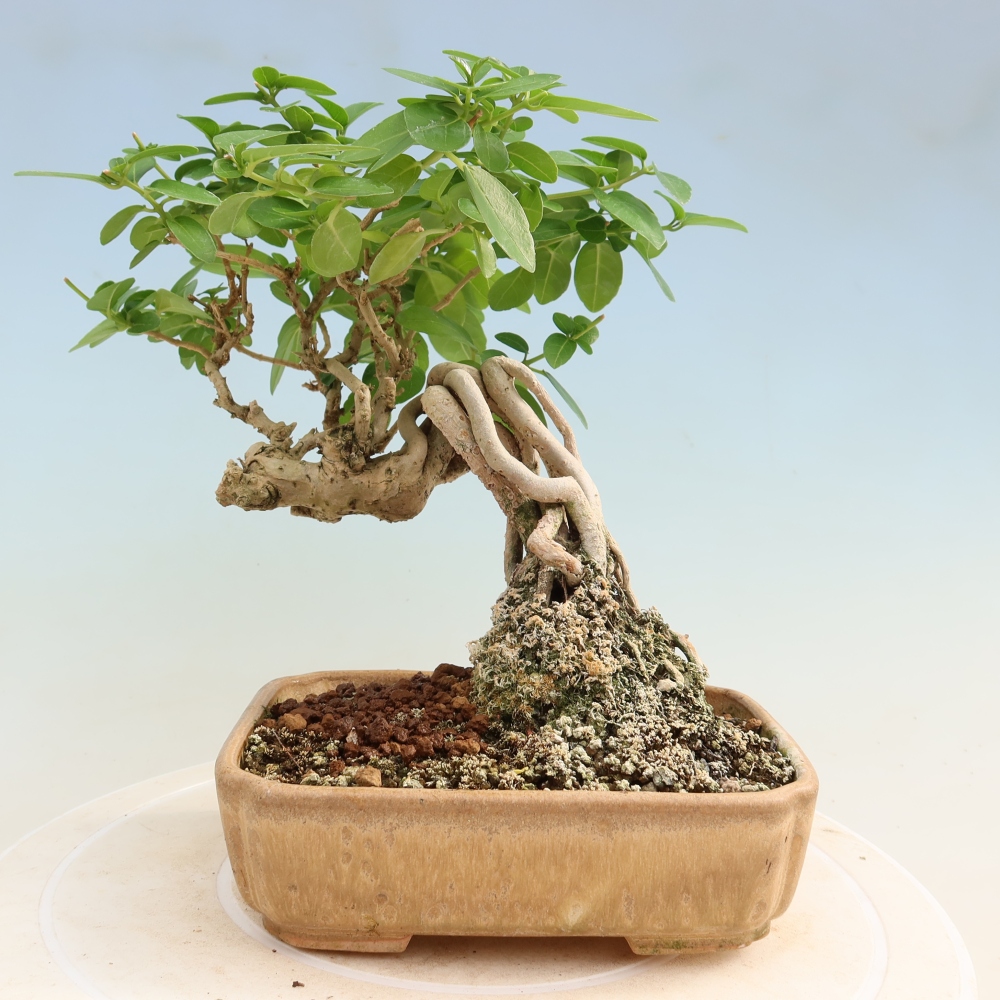 Bonsai da interno - Premna serratifolia - Kozlovna malolista