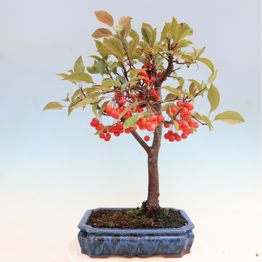 Bonsai da esterno -Malus domestica - Melo a piccoli frutti a foglie rosse