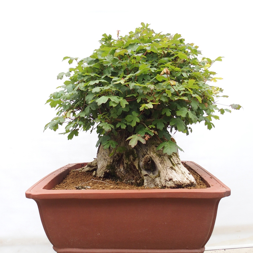 Bonsai da esterno - Acero francese - Acer Nonspessulanum