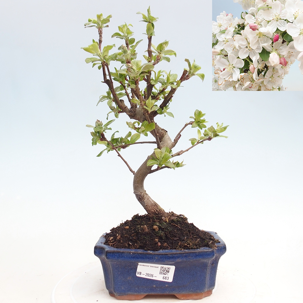 Bonsai da esterno -Malus halliana - Melo a frutto piccolo