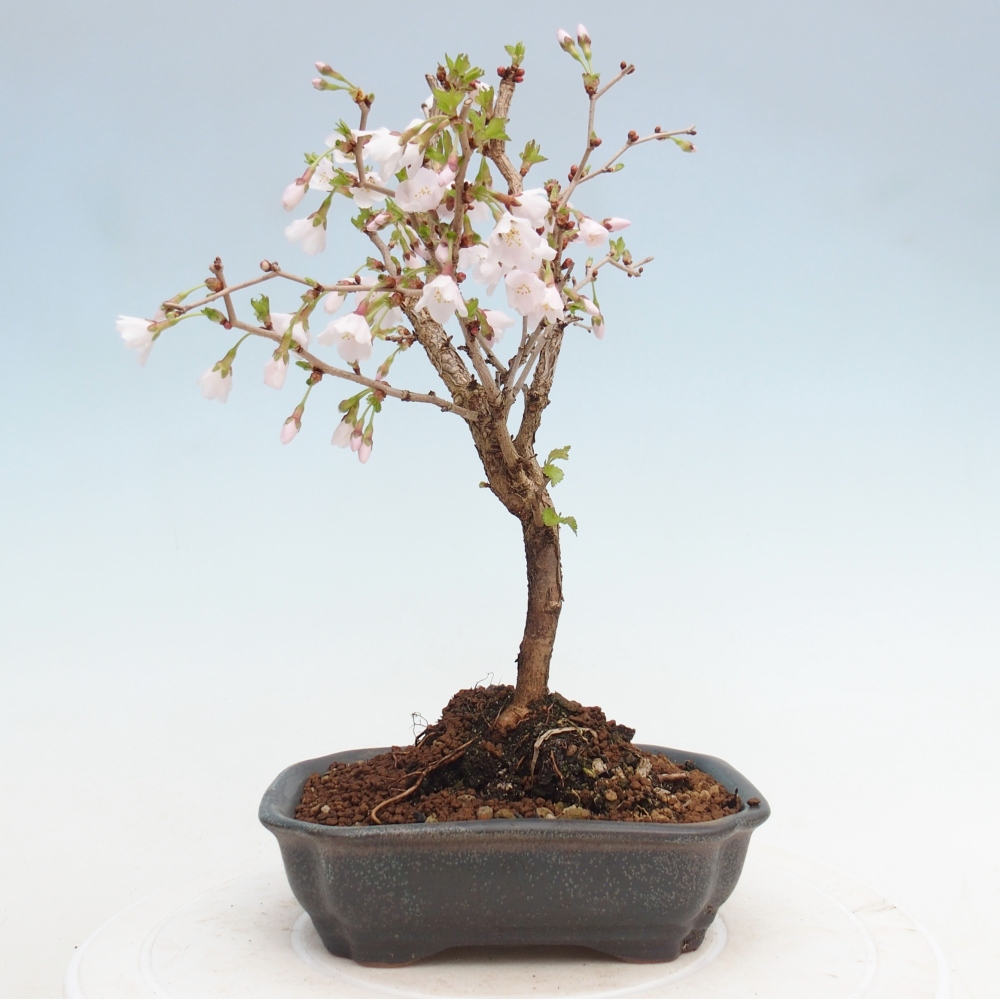 Bonsai da esterno - Prunus incisa Kojou-no mai-Plivon ritagliato