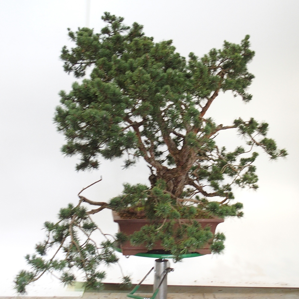 Yamadori - Pinus sylvestris Spagna