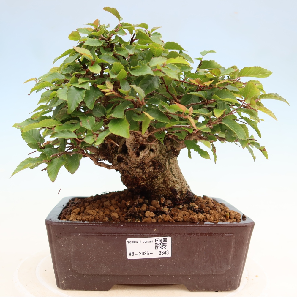 Bonsai da esterno -Carpinus Coreana - Carpino coreano