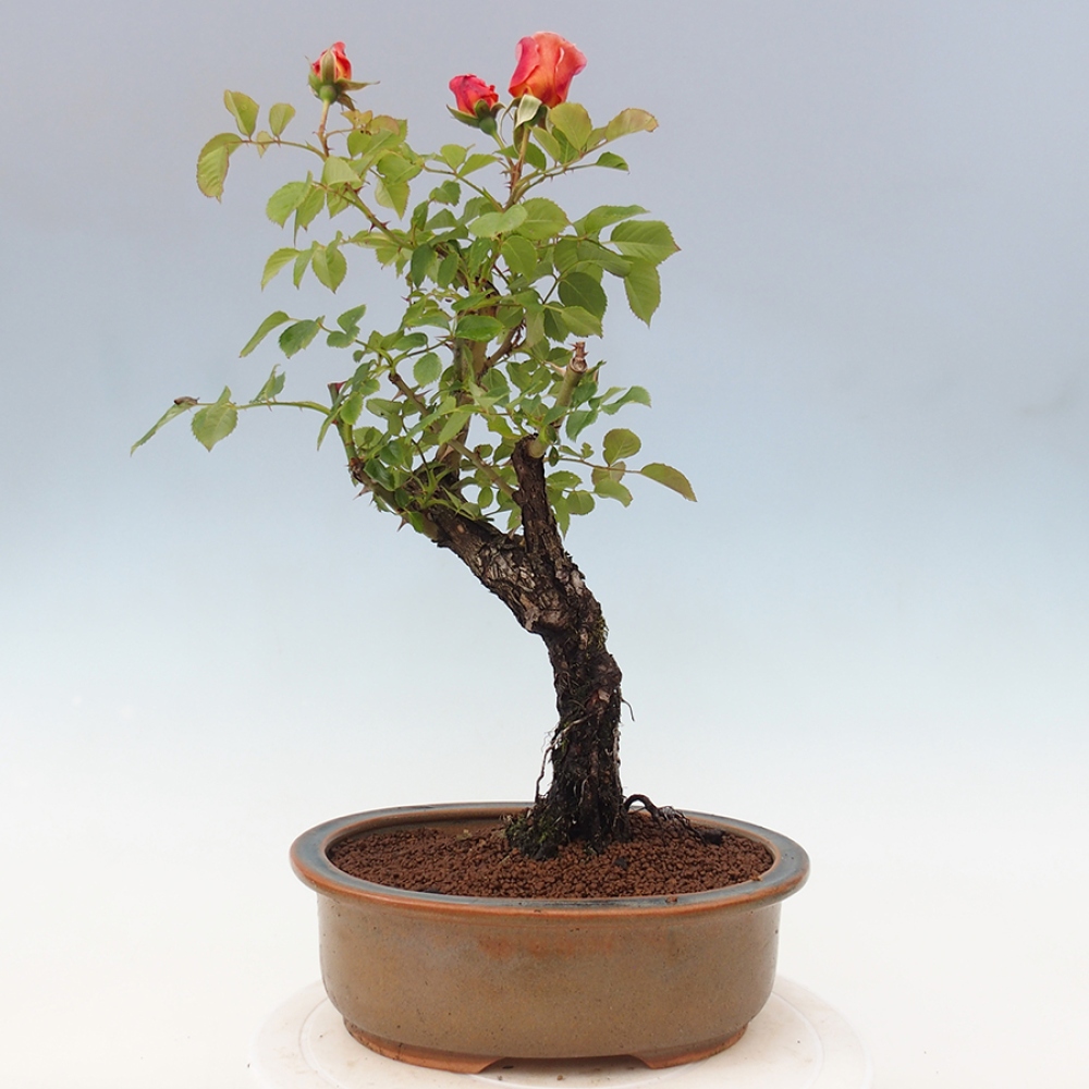 Bonsai da esterno - Rosa Kordes - rosa