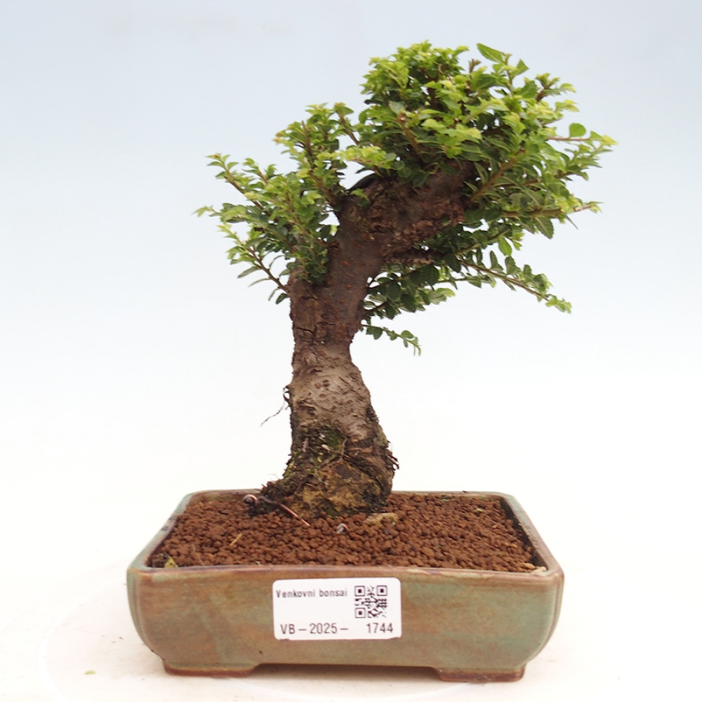 Bonsai da esterno - Ulmus parvifolia Hokkaido - Olmo cinese