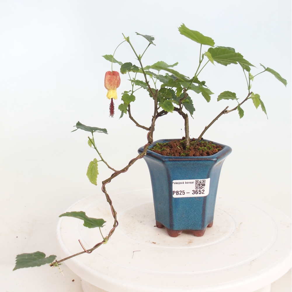Bonsai da interno - Abutilon Big Bell - Cloudberry