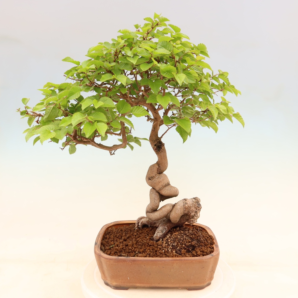Bonsai da esterno -Carpinus Coreana - Carpino coreano