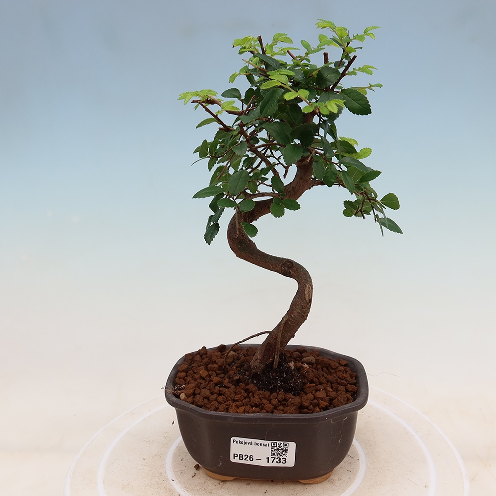 Camera bonsai - Ulmus parvifolia - Olmo a foglie piccole