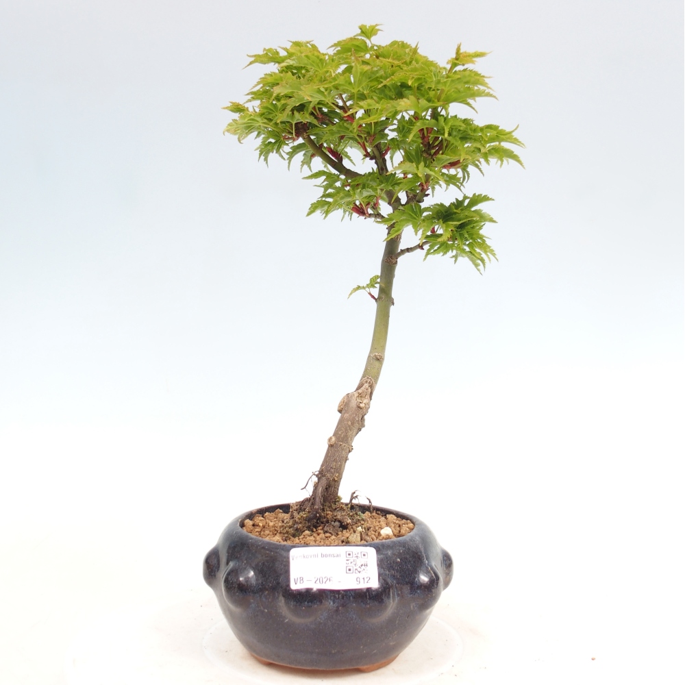 Bonsai da esterno -Javor a foglie piccole SHISHIGASHIRA