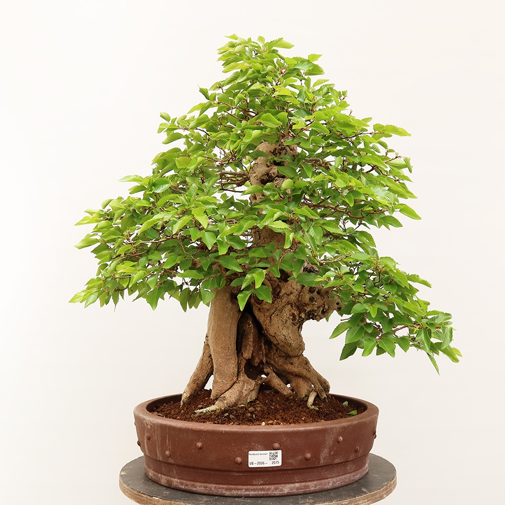 Bonsai da esterno -Carpinus Coreana - Carpino coreano