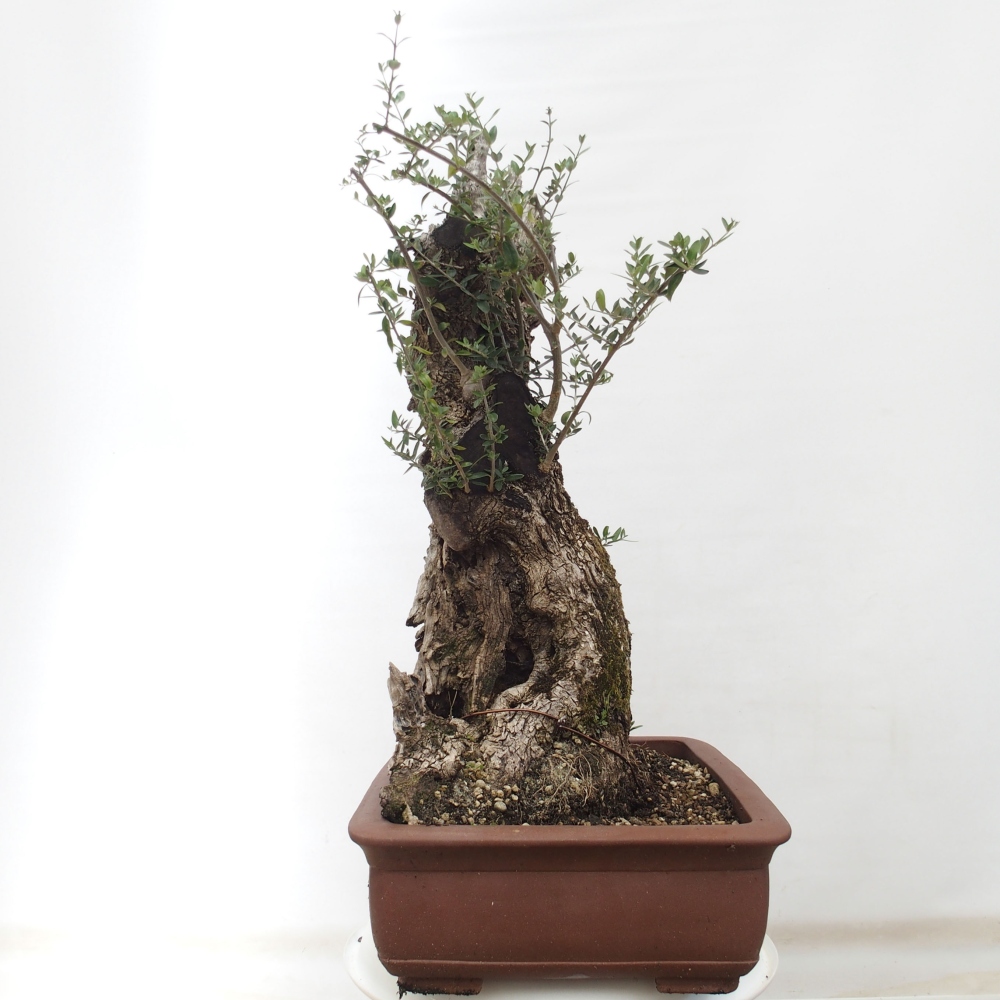 Bonsai da interno - Olea europaea sylvestris