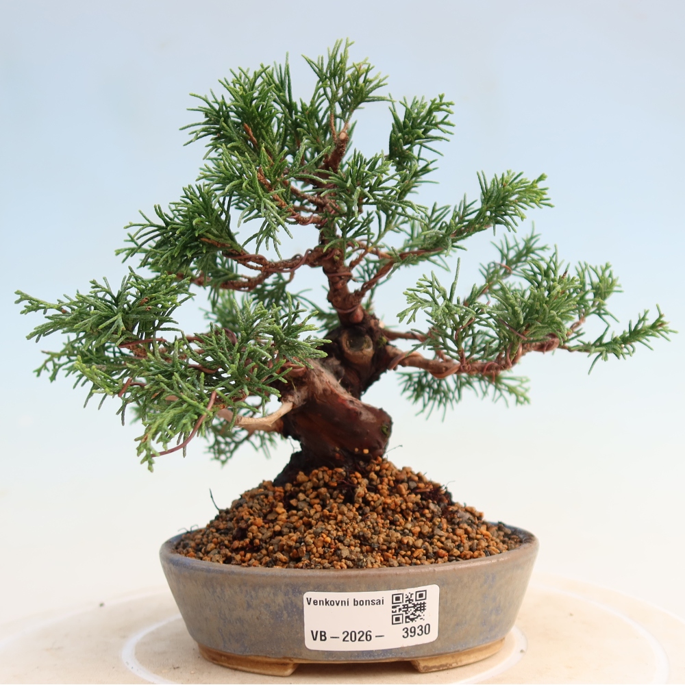 Bonsai da esterno - Juniperus chinensis Itoigawa