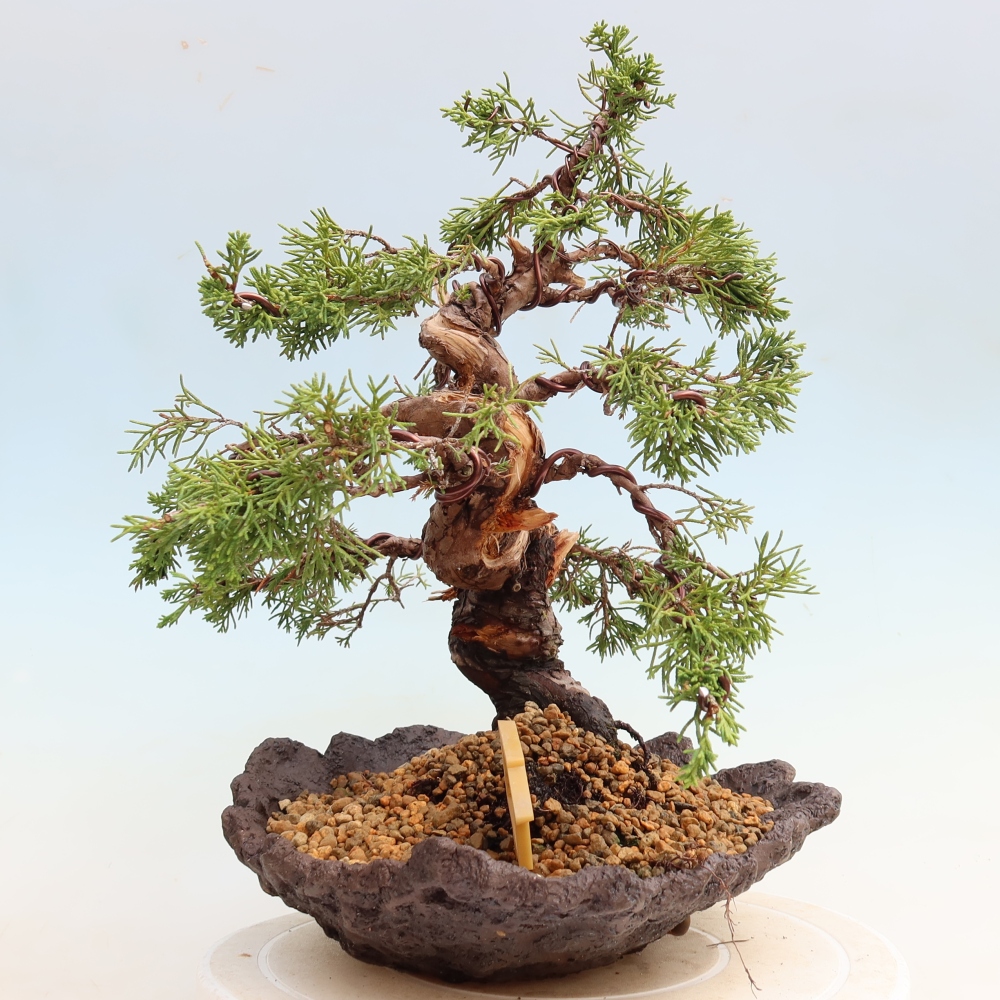 Bonsai da esterno - Juniperus chinensis Itoigawa-Juniperus chinensis